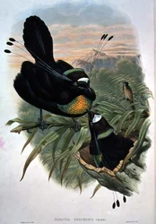 Arfak Paradisfugl med seks ledninger (farve litho)