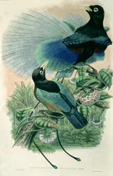 Blue Bird of Paradise (farve litho)