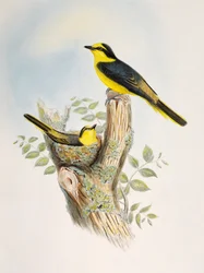 Brunrumpet minivet (Pericrocotus cantonensis), litografi fra Birds of Asia