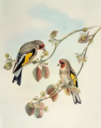 Europæisk guldfink (Carduelis carduelis caniceps), litografi fra Asiens fugle