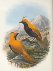 Hart Cnemophilus macgregorii afgrøde
