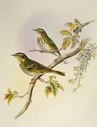 Indisk træpiber (Pipastes agilis), litografi fra Birds of Asia