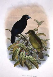 Loria Loriae, Lorias paradisfugl (farve litho)