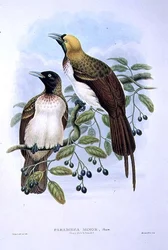 Paradisaea Guilielmi - Lesser Bird of Paradise (farve litho)
