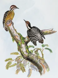 Filippinsk pygmæspætte (Dendrocopos maculatus), litografi af William Matthew Hart (1830-1908), Storbritannien