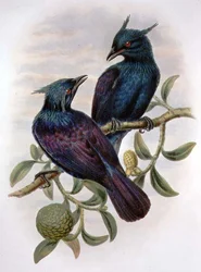 Phonygama Purpureiviolacea (farve litho)