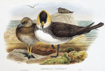 Pomarin Jaeger (Stercorarius pomarinus), litografi fra Birds of Great Britain