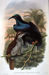 Ptiloris Magnificus, Rifle Bird of Paradise (farve litho)