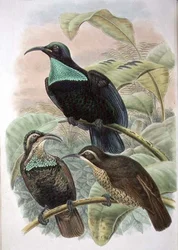 Ptiloris Paradiseus, Rifle Bird of Paradise (farve litho)