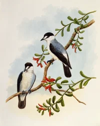 Vandløbsrødhals, Monachella muelleriana, stik af William Matthew Hart (1830-1908), Det Forenede Kongerige