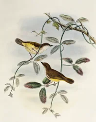 Yellow-bellied Gerygone (Gerygone chrysogaster), litografi fra Birds of Asia