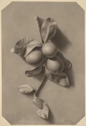 En kvist med blommer