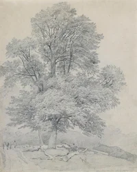 En skovelm ved Hawley, Hampshire
