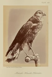 Rørhøg; Hvepsevåge