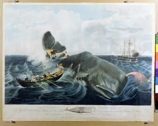 Capturing a Sperm Whale, indgraveret af J. Hill, udgivet 1835