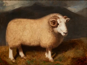 Cheviot Ram (olie på lærred)