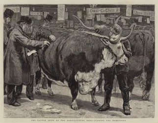 Kvægskuet i Landbrugshallen, der dømmer Herefords