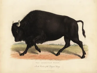 Amerikansk bison eller bøffel, bison bison.