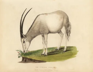 Arabisk oryx eller hvid oryx, Oryx leucoryx. Sårbar.