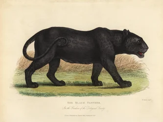 Black Panther, Panthera pardus og Panthera onca.