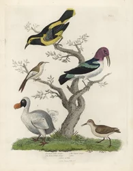 Sort og gul træløber, brun og hvid træløber, Certhia americana, Cayenne-træløber, Dacnis cayana, dodo, Raphus cucullatus, og purre eller ryle, Calidris alpina. Håndkoloreret kobberstik af en ukendt kunstner fra William Smellies Natural History