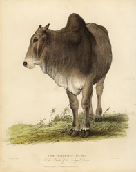 Brahma race af zebu-kvæg, Bos taurus indicus.