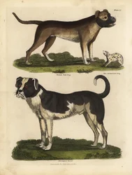 Hunderacer, Canis lupus familiaris.