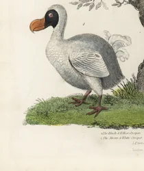 Dodo, Raphus cucullatus, uddød flyveløs fugl (tidligere Didus ineptus). Håndfarvet kobberstik af en ukendt kunstner fra William Smellies Natural History.