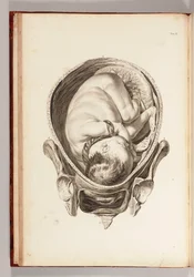 Indgravering af et barn i livmoderen fra "Et sæt anatomiske tabeller, med forklaringer og en forkortelse af jordemoderpraksis", 1754