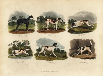 Greyhound, Harrier, Foxhound, Spaniel, Pointer, Terrier.