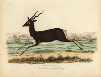 Indisk antilope eller sortbuk, Antilope cervicapra.