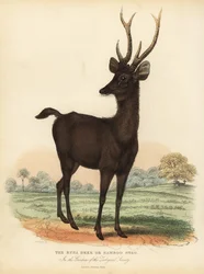 Javan Rusa Ora Sunda Sambar Deer, Rusa Timorensis. Sårbar.