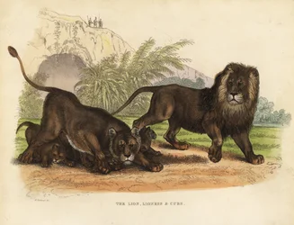 Løve, løvinde og unger, Panthera leo.