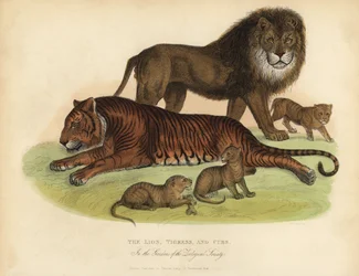 Løve, tiger og unger.
