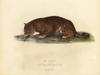 Panther, Panthera pardus og Panthera onca.