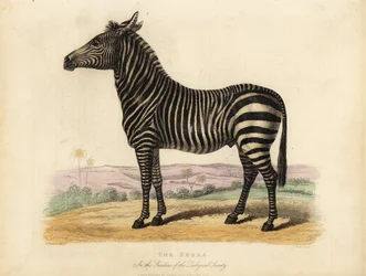 Plains zebra, Quagga hest.
