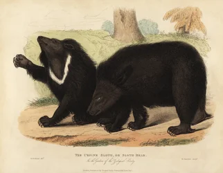 Dovendyrbjørn, Melursus ursinus. Sårbar.