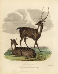 Sumphjort eller -løve, Rucervus duvaucelii.