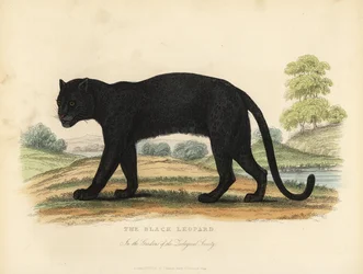 Den sorte leopard, Panthera pardus.