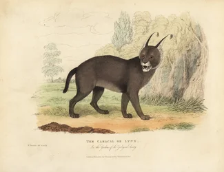 Caracal eller Lynx.
