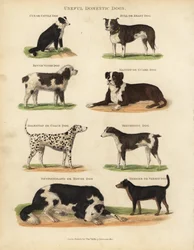 Nyttige tamhunde, Canis lupus familiaris.
