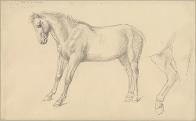 Studier af en pony