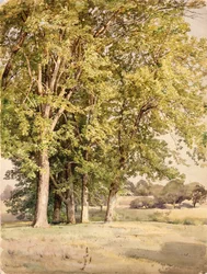 Ahorntræer i Chester County, Pennsylvania