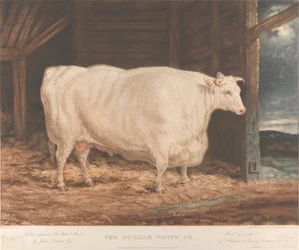 The Durham White Ox / Af den forbedrede Tees Water Breed, / af John Nesham, Esqr. / Opdrættet og fodret / fra Houghton le Spring, Durham