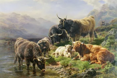 Højlandskvæg