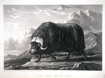 Musk Bull, Melville Island, fra 