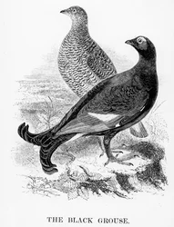 Urhønen, illustration fra «A History of British Birds» af William Yarrell, først udgivet i 1843