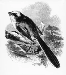 Halemejsen, illustration fra »De britiske fugles historie« af William Yarrell, første gang udgivet i 1843