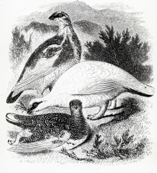 The Ptarmigan, illustration fra 