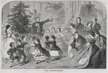 Jul - Indsamling af stedsegrønne juletræer